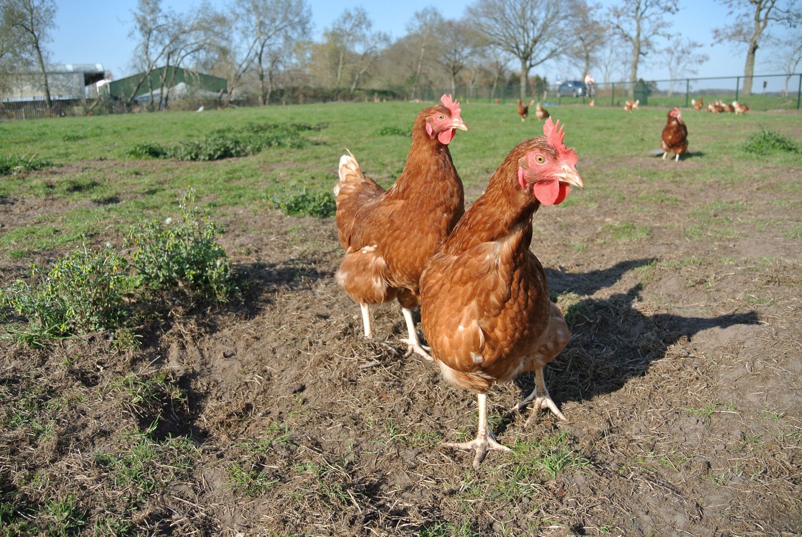 spade Brandewijn Geboorte geven Vrije uitloop kippen - Zorgboerderij de Haam